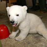 안락사 위기의 '<b>인공</b> <b>포육</b> 새끼 북극곰'