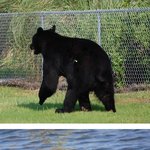 익사할뻔한 곰을 구한 <b>생물</b>학자!