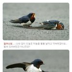 작은 새의 슬픈 <b>이별이야기</b>