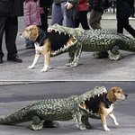 개를 잡아먹는 악어? <b>도심</b> 출현!!