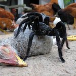 닭 잡아먹는 거미