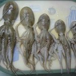 낙지부대 <b>일동</b> 경례!