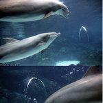 똑똑한 돌고래! <b>물속</b>에서 노는 방법도 남달라!