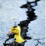 중국 대참사,꺼내달라하지도 못하고..불쌍한 <b>동물</b>들!