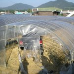 늦잠자고 <b>비닐</b>하우스 나온 김여사님, 급하셨네....