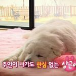 국민견 상근이가 아픈덴 다 이유가 있다!! <b>불쌍</b>해ㅠ