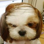 강아지 헤어스탈~<b>연륜</b>이 느껴진다~