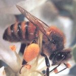 꿀벌들의 <b>증발</b>이 인류 멸망의 서곡인가?