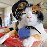 日 화제의 고양이 역장 '타마'! 1년에 11억엔 벌어요~