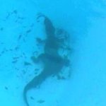 수영장에 무단침입한 악어