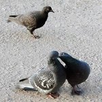 <b>비둘기</b> 커플, 솔로 <b>비둘기</b> 염장지르다!