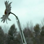 다쓴 볼펜도 버리지 말자! 작은<b>꽃병</b>으로 변신