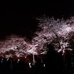 여의도 윤중로 벚꽃 야경