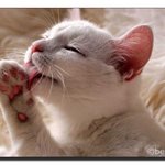 <b>다양</b>한 표정 사랑스런 고양이~