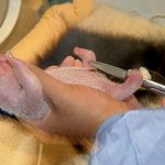 <b>생명</b>의 신비, 팬더곰 이렇게 크는구나..