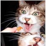 과자에 <b>환장</b>한 고양이