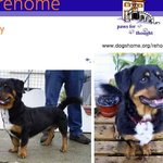 머리가 커서 주목 받는 ‘가분수 강아지’