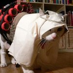 <b>텔레</b>반 고양이