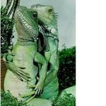 완벽한 모델 이구아나