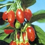 유게족들을 위한 봄에 기력을 높여주는 식품!!