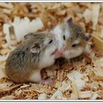 햄스터 키우기 초보 <b>입문</b>