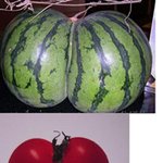 주변에서 발견한 샴 쌍둥이 <b>식물</b>들..