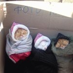 <b>노숙</b>하는 고양이들 사람보다 낫네!