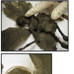 요정은 존재했었다..? 요정의 <b>미라</b> 발견?!