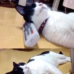 <b>낮잠자</b>는 고양이.....넌 좀 짱인거같다!
