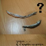 오늘 산 멸치봉투에서 <b>득템</b>