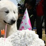 [1박2일]상근이의 팬들과 함께 한 4번째 생일 파티