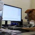 <b>주인</b>대신 일하는 <b>개</b>