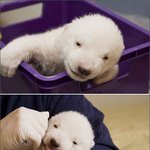 인기 절정의 아기곰 <b>플로</b>케