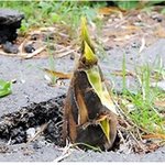 '일본'아스팔트를 뚫고 올라온 신기한 죽순..