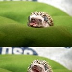 <b>아웅</b>~ 졸려! 고슴도치의 하품