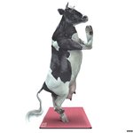 요가하는 젓소.ㅋㅋ