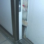 납량<b>특집</b> 고양이