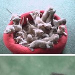귀여운 고양이 사진 모아봤어요!!^^아~키우고싶어!!