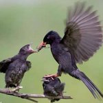 아기<b>새</b>를 밟은 <b>어미새</b>~