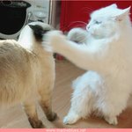 <b>가드</b> 올려