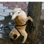 엄청난 <b>내공</b>의 개.. 묘한 자세로..