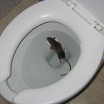 <b>쉬</b>마려워서 화장실에 갔더니..