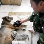 호랑이 세 쌍둥이 <b>입양</b>한 용감 어미개