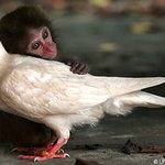 비둘기와 <b>원숭이</b>의 특별한 우정
