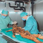 5300년전 알프스 얼음인간 화살 맞고 숨져