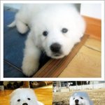 1박2일에서 유일하게 <b>안티</b>없는 출연자