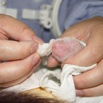 이불을 사수하라! <b>백일</b> 된 아기펜더