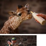 <b>생후</b> 열흘 된 아기 기린, 너무 귀여운거 아냐?