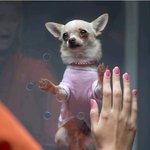 힐튼<b>면회</b>온 힐튼강아지