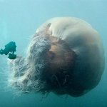 바다의 지존 <b>고질라</b> 해파리